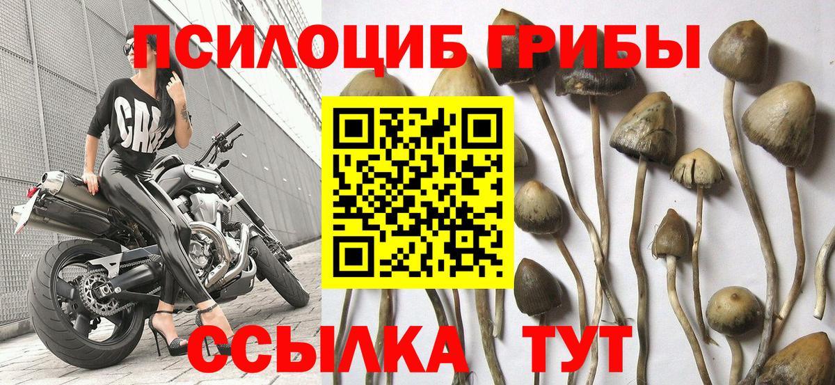 Галлюциногенные грибы Psilocybe  Вход с VPN  Димитровград 