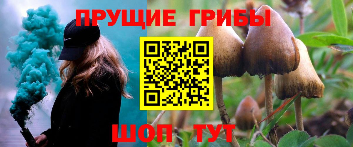 Галлюциногенные грибы Psilocybe Димитровград